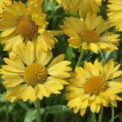 Gaillardia 'Golden Goblin' Seeds | Blanket Flower | Gaillardia aristata | Flower Seeds for Garden