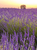 Provence Lavender Plants Set of 2 – Live Rooted Herbs – Fragrant – Ships No Pot – Lavandula angustifolia