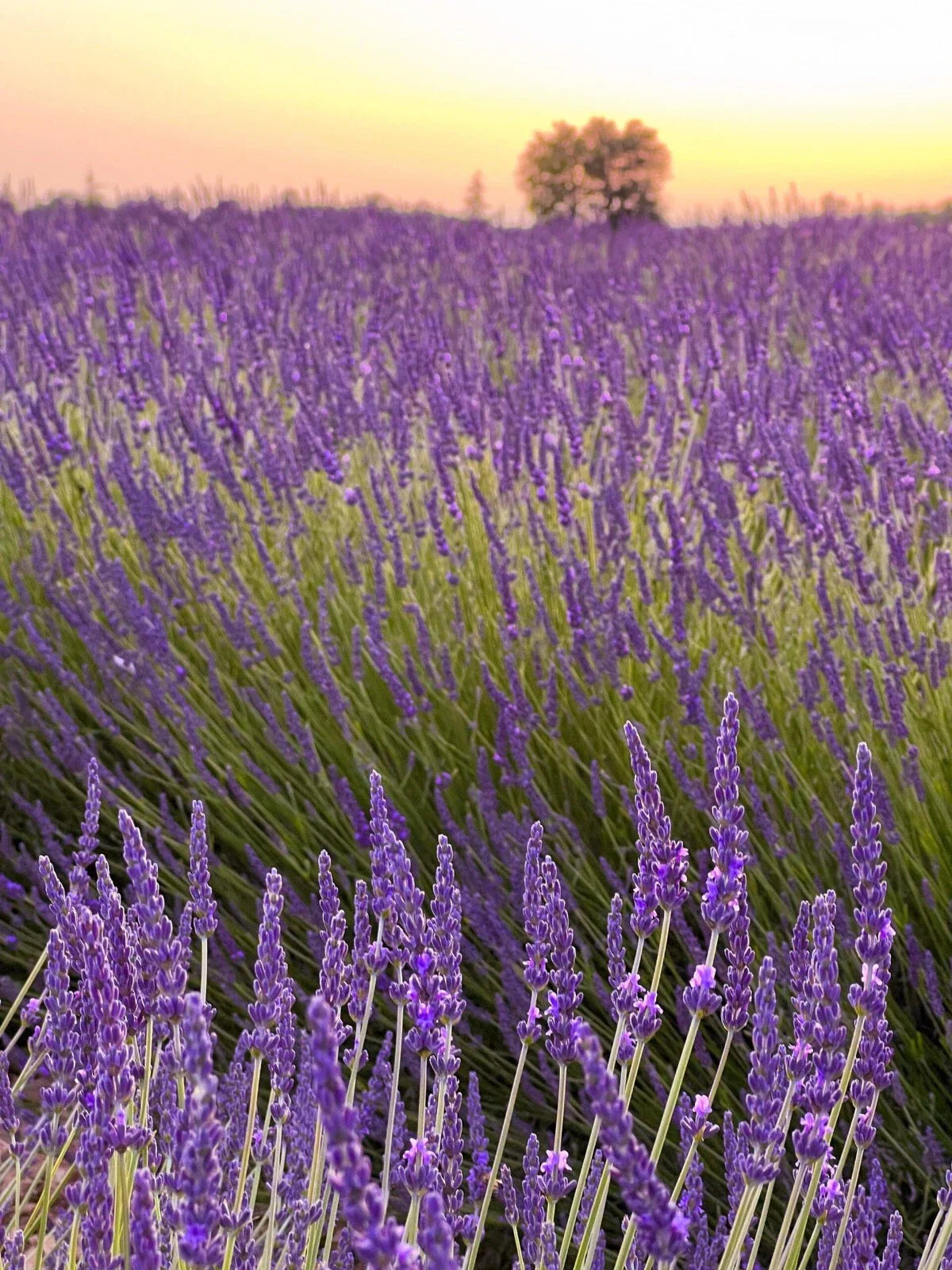 Provence Lavender Plants Set of 2 – Live Rooted Herbs – Fragrant – Ships No Pot – Lavandula angustifolia