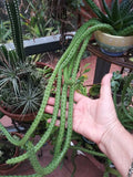 Red Dragon Stapelia Succulent - 3 Rooted Pieces - Stapelia gigantea - Bare Root Plants for Easy Planting