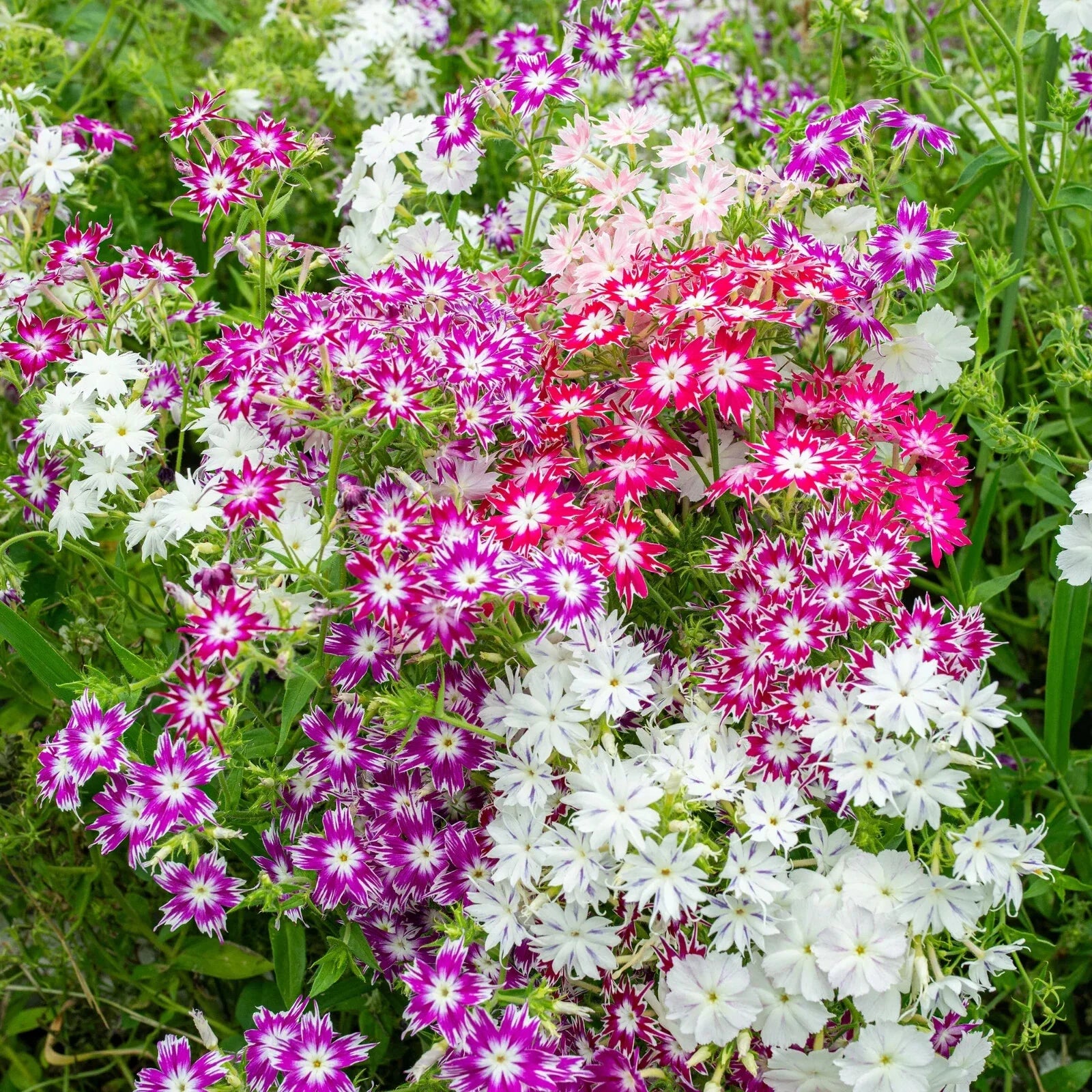 Twinkle Tall Phlox Seeds - 100+ Count Mix for Garden Planting - Phlox paniculata - USA