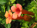 Hummingbird Vine Seeds - 40 Orange/Red Trumpet Flower Seeds - Campsis radicans - GroCo USA