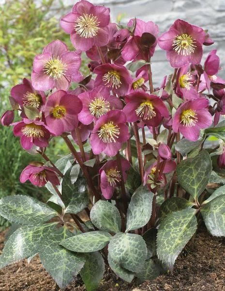 Lenten Rose Hellebores Starter Plant Pink/Purple Helleborus Perennial Shade Zones 4-9