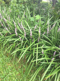 Monkey Grass Plants - 100 Bare Root Evergreen Border Plants, Liriope