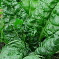 Perpetual Spinach Swiss Chard Seeds - NON-GMO Salad Greens - Heirloom Variety - Beta vulgaris