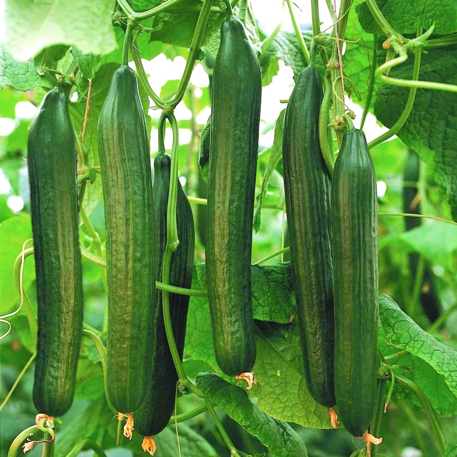 English Telegraph Burpless Cucumber Seeds | Heirloom Crisp Cucumber Seeds | 2025 Variety