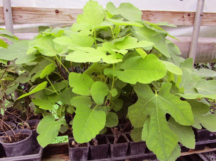Brown Turkey Fig Live Rooted Plants - Healthy Cuttings - Ficus carica - Perfect for Home Gardening