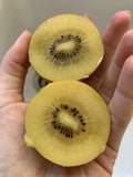 Golden Kiwi Fruit Seeds - 50 Pack - Yellow Variety - Actinidia - Rare Gooseberry - Organic Non-GMO