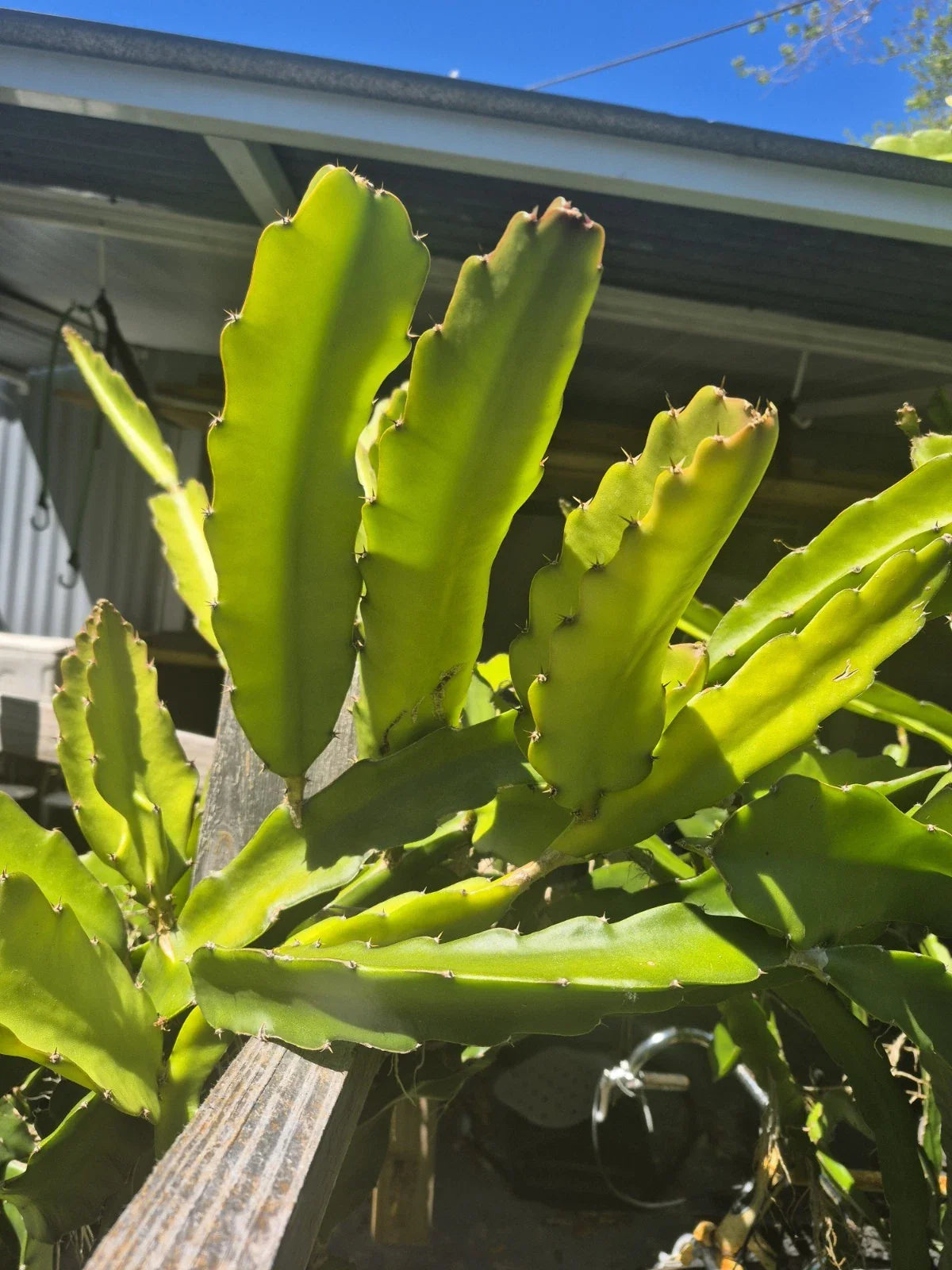 Fresh Dragon Fruit Cuttings (5) - 7” Long | Mixed Premium Varieties | Hylocereus spp. | Florida Grown