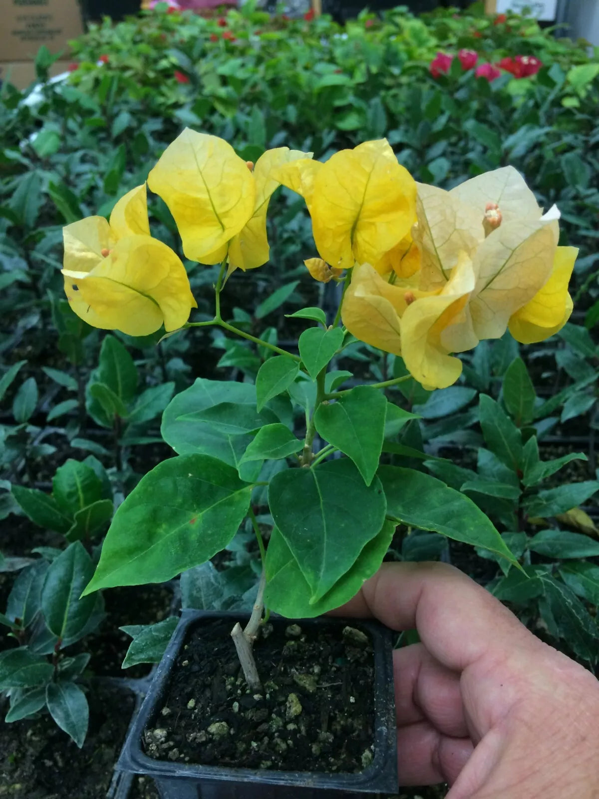 Bougainvillea Rooted Cutting in Shipping Pot - 'California Gold' - Tropical Flowering Plant - Bougainvillea spp.