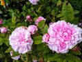 Bare Root Rose Plant, 2 Years Old, Jacques Cartier Variety, Rosa 'Jacques Cartier'