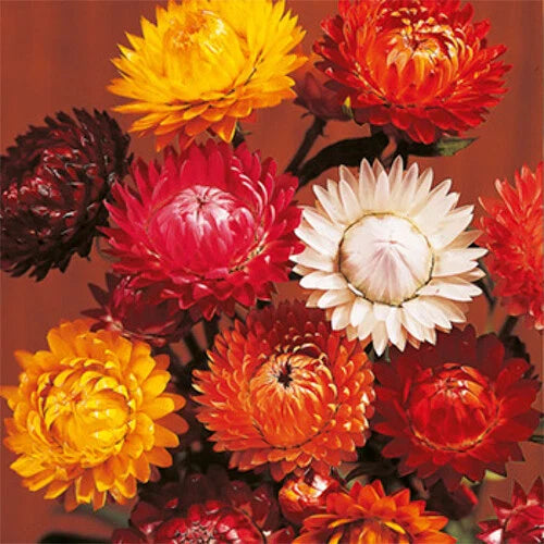 Tom Thumb Mix Strawflower Seeds | 150 Seeds | Dried Flower Seeds | Helichrysum bracteatum | Free Shipping