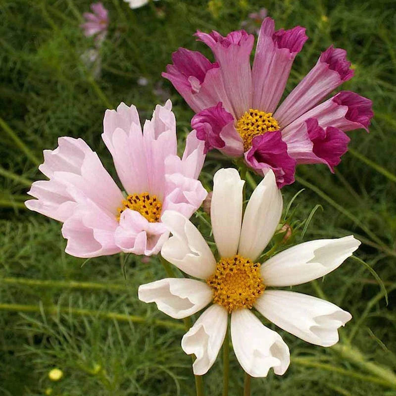 Seashells Cosmos Seeds | Non-GMO Flower Seeds | Colorful Annuals | Cosmos bipinnatus
