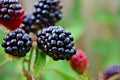 Organic Blackberry Cuttings, Thornless Apache Variety, 6" Long, 4 Count - Rubus fruticosus