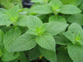 Lemon Mint Seeds 500+ Heirloom Monarda Citriodora Herb Annual USA Free Shipping