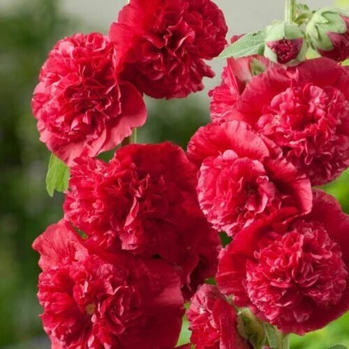 Double Scarlet Hollyhock Seeds - 25 Perennial Flower Seeds - Alcea rosea - US Seller