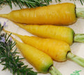 Solar Yellow Carrot Seeds - Fresh Vegetable Seeds for Gardening - Daucus carota
