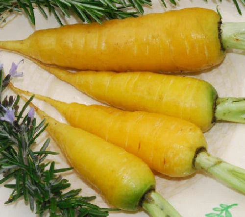 Solar Yellow Carrot Seeds - Fresh Vegetable Seeds for Gardening - Daucus carota