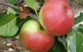 Newton Wonder Apple Seeds - 25+ Count - Heirloom Variety - Malus domestica - Ideal for Garden Planting, USA - Free Shipping