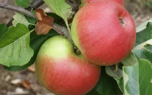 Newton Wonder Apple Seeds - 25+ Count - Heirloom Variety - Malus domestica - Ideal for Garden Planting, USA - Free Shipping
