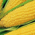 Truckers Favorite Corn Seeds | NON-GMO Heirloom Seeds | Fresh Garden Seeds | Zea mays