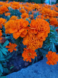 Dwarf Marigold Seeds - 100 Organic Gypsy Sunrise Seeds - Tagetes patula - USA Grown, Ships Free