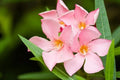 Oleander Seeds - Salmon Pink - Plumeria-Form - Nerium Oleander