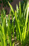 Medjool Date Palm Tree Seedlings 8+ In Phoenix dactylifera Edible Food Plant Sapling