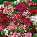 Sweet William Flower Seeds 300+ Mixed Multi-Color Scented Seeds (Dianthus barbatus) - USA Free Shipping