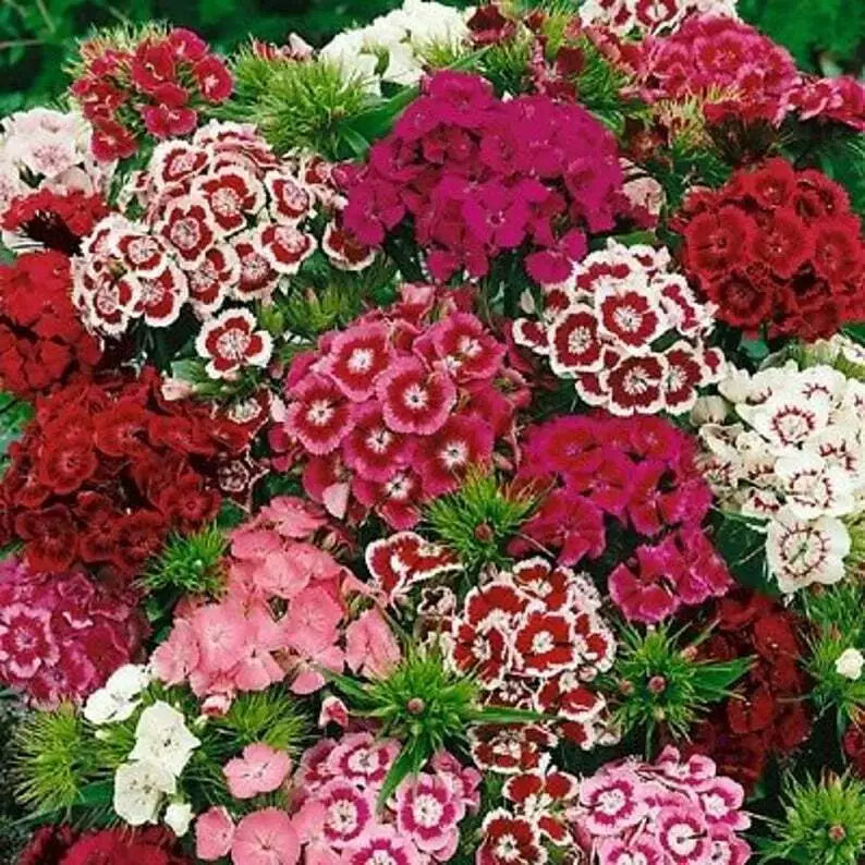 Sweet William Flower Seeds 300+ Mixed Multi-Color Scented Seeds (Dianthus barbatus) - USA Free Shipping
