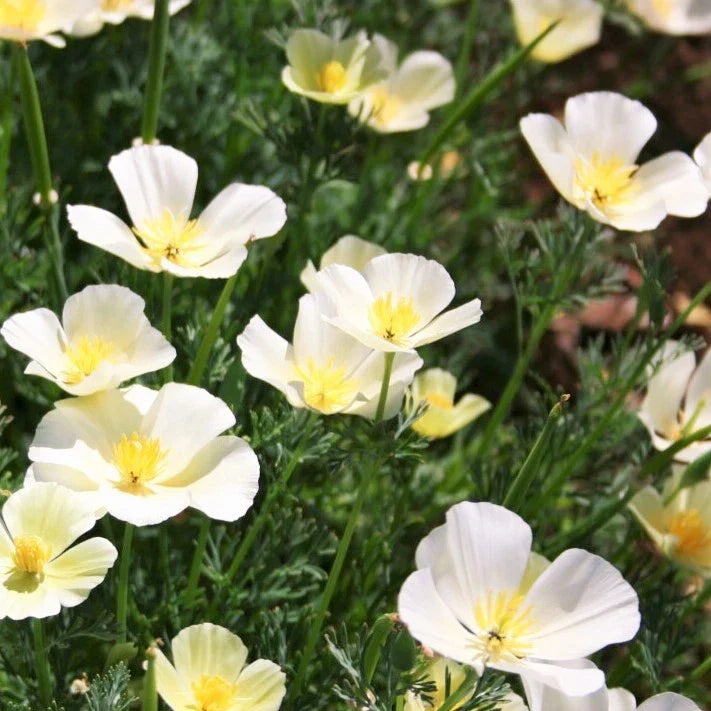 White Linen Poppy Seeds | California Poppies Ivory Orange | Papaver somniferum 2025 Seed Pack