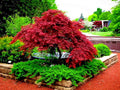 Dwarf Japanese Red Linear Leaf Maple Tree Seeds - Acer Scolopendrifolium - 5 Pack for Bonsai Gardening