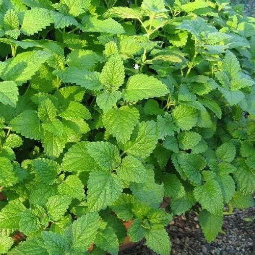 Lemon Balm Live Plant - Well-Rooted Plugs for Tea & Garden - Melissa officinalis Herb