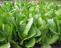 Romaine Lettuce Seeds - Paris Island Heirloom, Non-GMO, 500 Seeds - Ideal for Home Garden