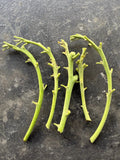 Lamb Hass Avocado Cuttings - 4 Grafting Scions - Persea americana