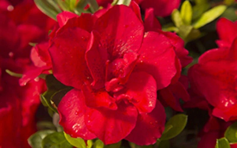 Encore Autumn Bonfire Azalea Starter Plant - Blood Red - Deciduous Well Rooted Plant (Rhododendron 'Autumn Bonfire')