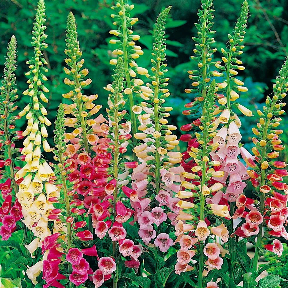 Foxglove Seeds - Excelsior Mix - Non-GMO - 750 to 15,000 Seeds - Digitalis purpurea