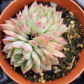 Echeveria Mebina Succulent Bare Root 4" - Rare Rosette Live Plant, Echeveria