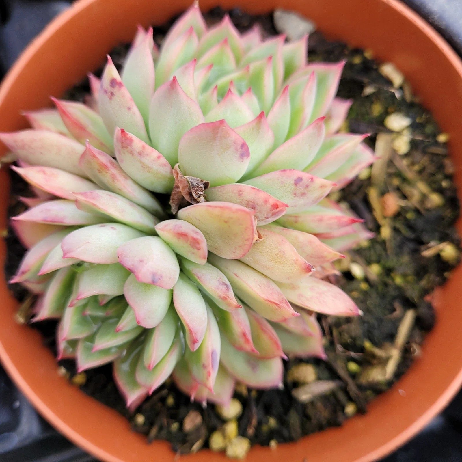 Echeveria Mebina Succulent Bare Root 4" - Rare Rosette Live Plant, Echeveria