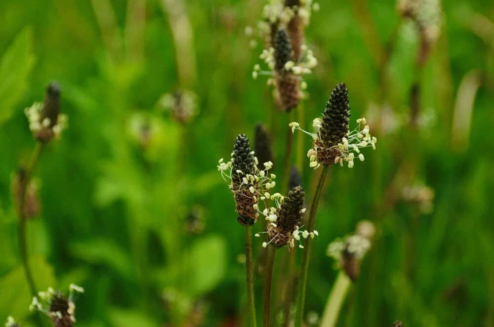 Narrowleaf Plantain Seeds for Planting - 50 Seeds - Ribwort Plantain (Plantago lanceolata)
