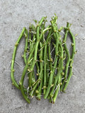 Rooted Sweet Potato Slips - 15 Cuttings for Planting - Ipomoea batatas