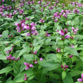 Turtlehead Seeds - 25 Seeds - Chelone obliqua - Perennial Wildflower for Gardens