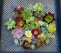 Succulent Cuttings Lot of 10 Rosette Pieces Echeveria, Aeoniums, Sempervivum