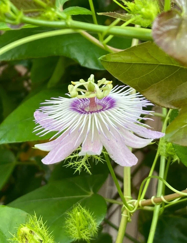 Passiflora Vine Cuttings 25 Pieces 7 Inches Butterfly Host Plant - Passiflora spp.