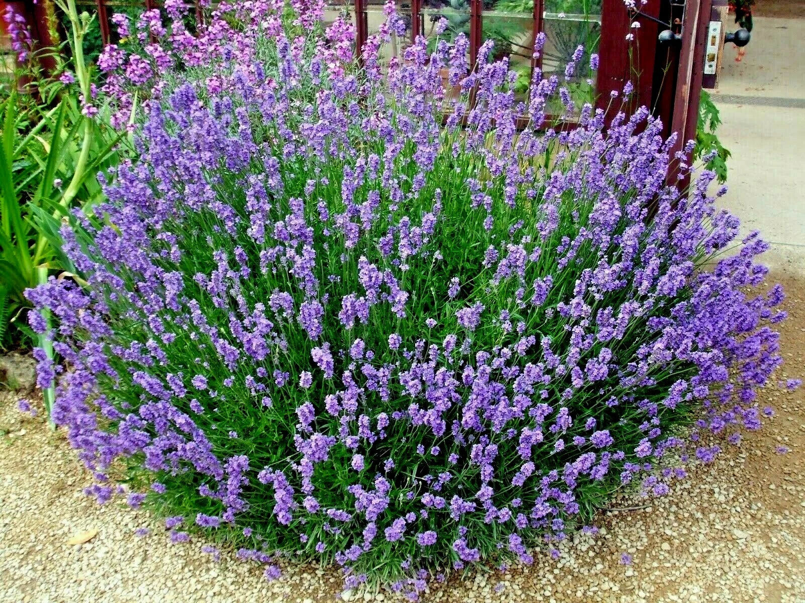 Organic Lavender Seeds - 301+ True English Variety - Aromatic Herb for Oils, Fragrance, Fresh Dried, Repellent - Lavandula angustifolia