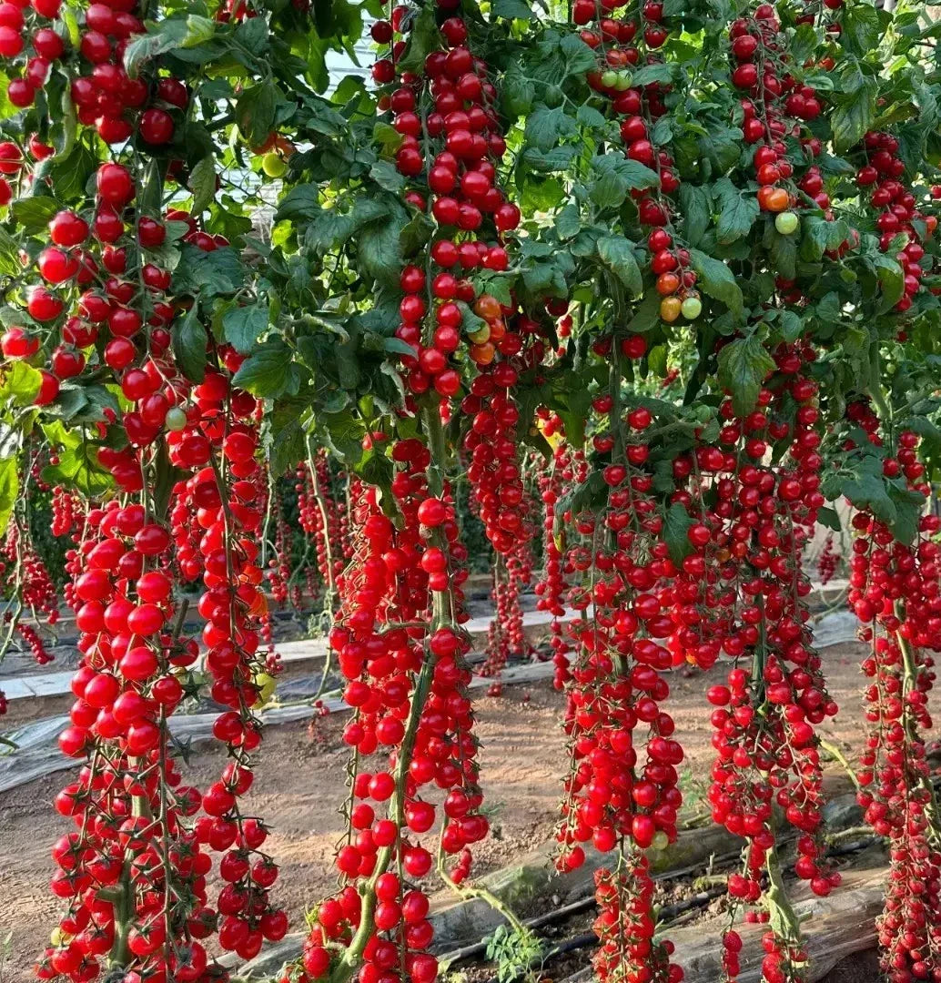 Waterfall Tomato Seeds - Heirloom Organic - Sweet High Yield - 100+ Rare Seeds - Solanum lycopersicum
