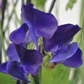 Royal Navy Blue Sweet Pea Seeds - Blue/Purple Flowers - Lathyrus odoratus - Heirloom Garden Seeds