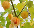 Tomatillo Seeds - 100+ Count - Cape Gooseberry, Chinese Lantern Fruit, Golden Ground Berry - Physalis peruviana - USA