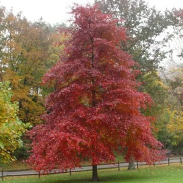 Blackgum Tree Live Plants 16-24 Inches Set of 2 Nyssa sylvatica Bare Root