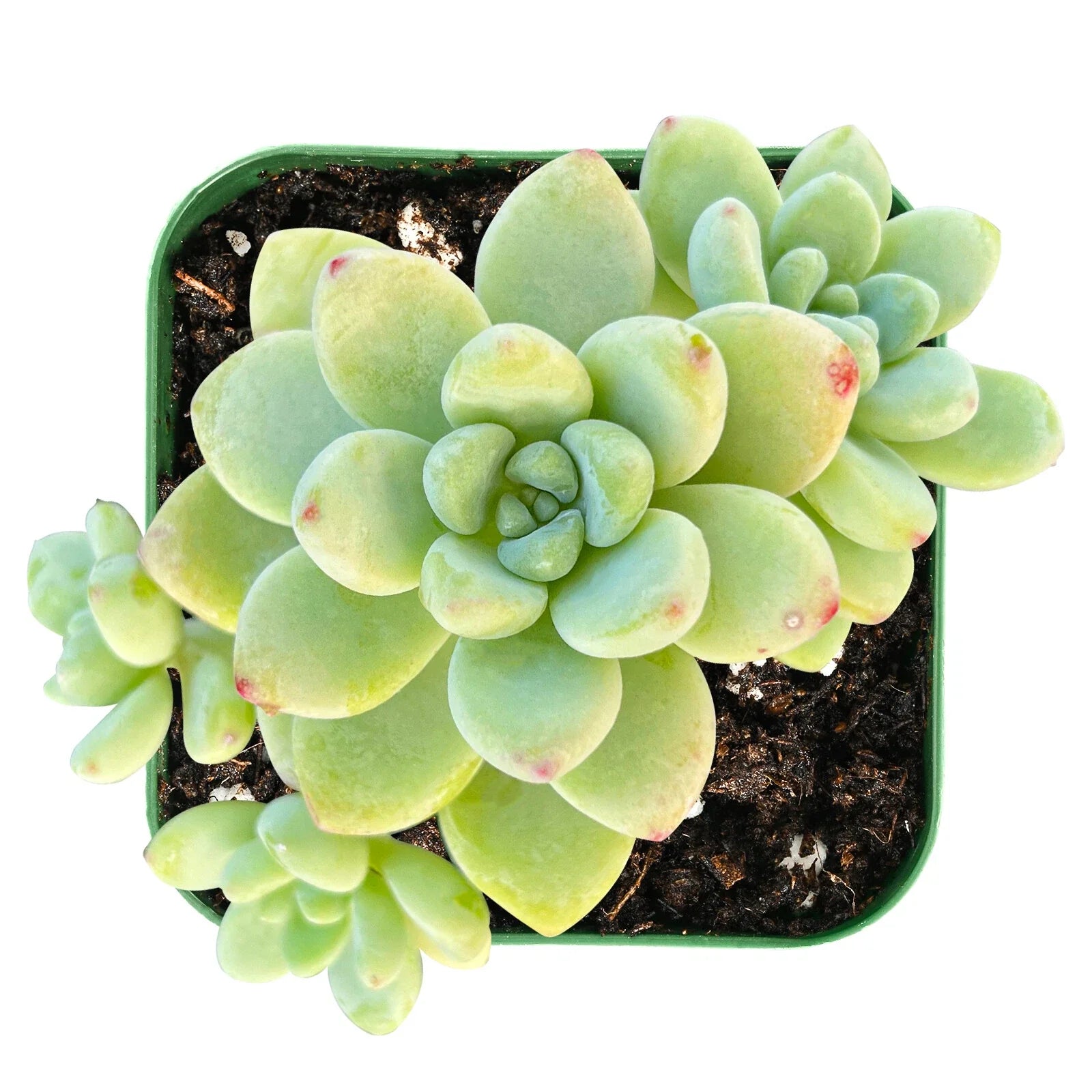 Live Fresh Sedum Clavatum Succulent Plant in 2'' Planter - Fully Rooted Indoor Decor